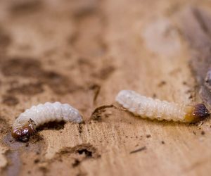 7e42e5d6db65dec5073c55065b3fd0d271cfd969