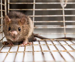 close-up-of-anxious-rat-trapped-in-metal-cage-2021-08-30-18-49-37-utc-copy.jpg